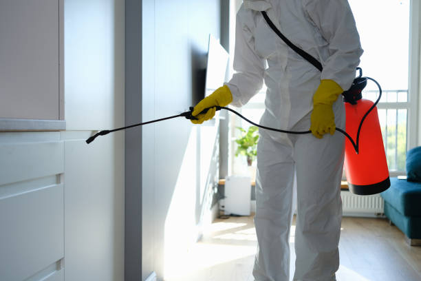 Professional Mold Removal in Sheldon, IA