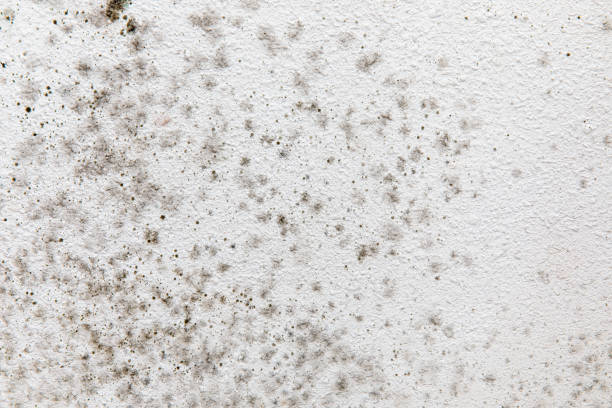 Best Asbestos and Lead Testing During Mold Inspection  in Sheldon, IA