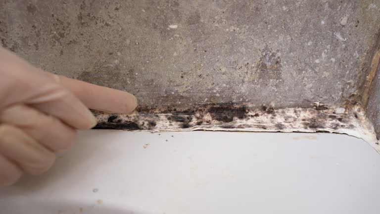 Best Mold Removal for HVAC Installations  in Sheldon, IA